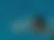 02 - Alina angel - grandi tette in piscina.