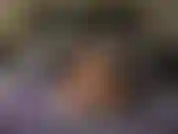 La casalinga BadGirlHalexxx si scopa con un vibratore mentre indossa lingerie sexy e tacchi, ottiene la figa super succosa e cremosa, finisce usando un vibratore che succhia il clitoride che la fa venire.