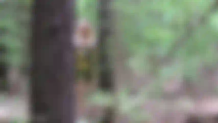 L'albero pubblico v412 succhia e scopa un creampie.