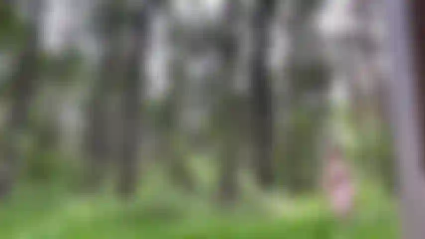 Mi spoglio nella foresta, sperando che nessuno mi becchi = vestito estivo.