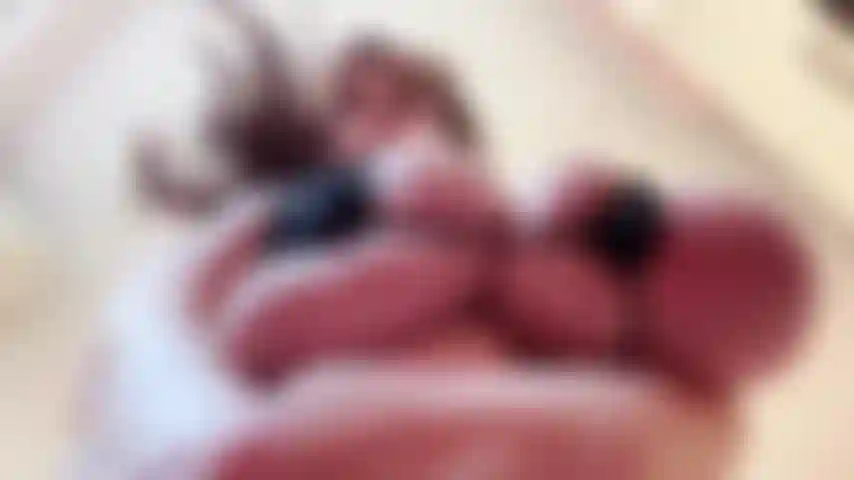 Micro bikini, tette unte, rimbalzi e discorsi sporchi.