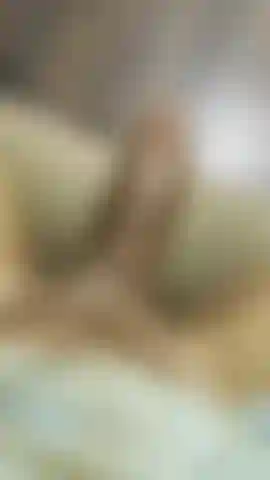 Trans verbale con gallo nero.