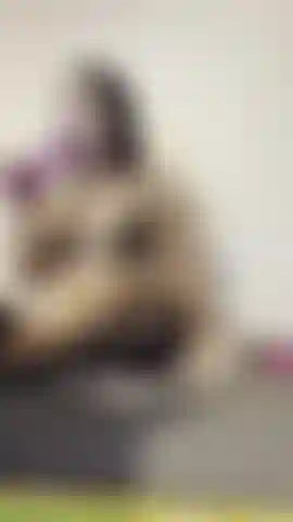 Mio ​​dio, il mio buco del culo era troppo piccolo per quello!