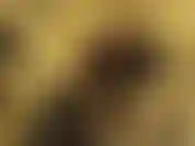 Sei troppo patetica fino ad oggi, ma ti lascerò essere la mia troia. Li leccherai e li adorerai ogni giorno. Sesso? Mai. Ma ti lascerò masturbare il tuo cazzetto finché mangerai tutta la tua sborra.