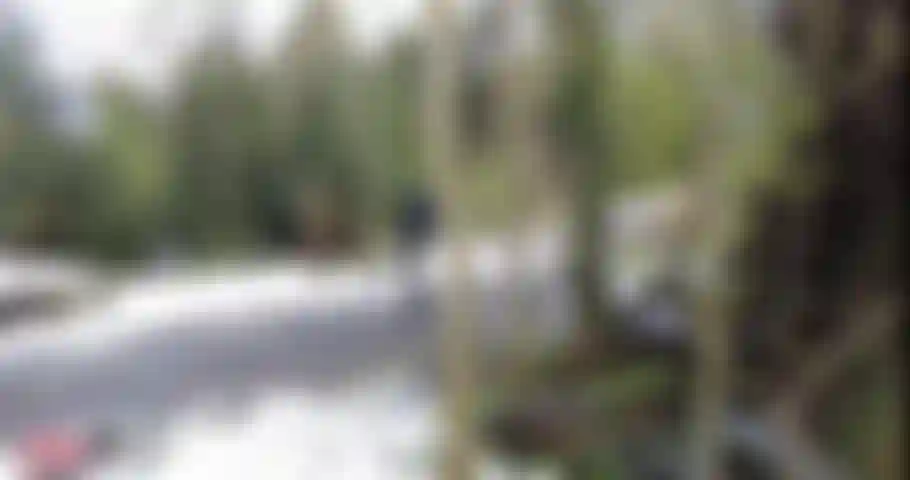 De gommazione nel bosco.