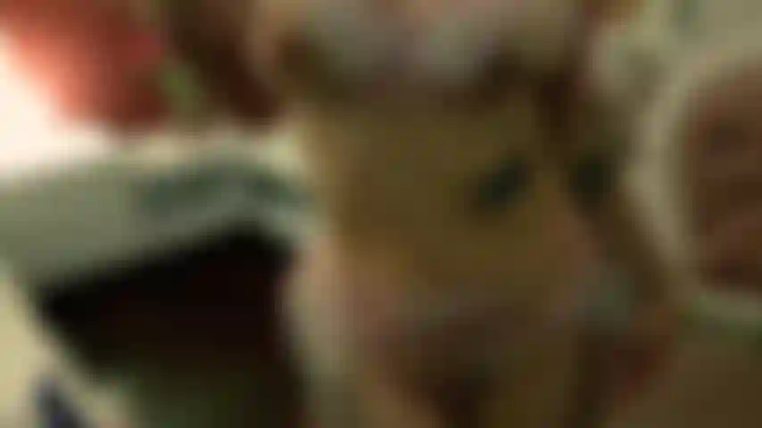 Video esplicito. Sangue fresco.