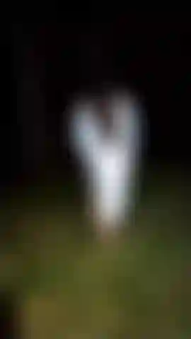 Mostra un seno nella foresta.