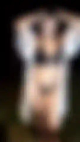 Nella foresta prendo le mie tette.