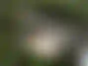 Guarda! Video di masturbazione dei miei boschi! Semplice gioco di culo in una bella scena.