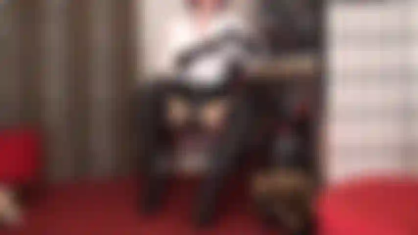 La combinazione di stivali di pelle nera e strap-on è la tua più grande debolezza: 8 pollici di strap-on sono proprio la misura giusta per succhiare, ma prima la padrona ti fa fare pratica con il suo tacco da 5 pollici. Se sei un bravo ragazzo, dopo puoi scopare con questi stivali.