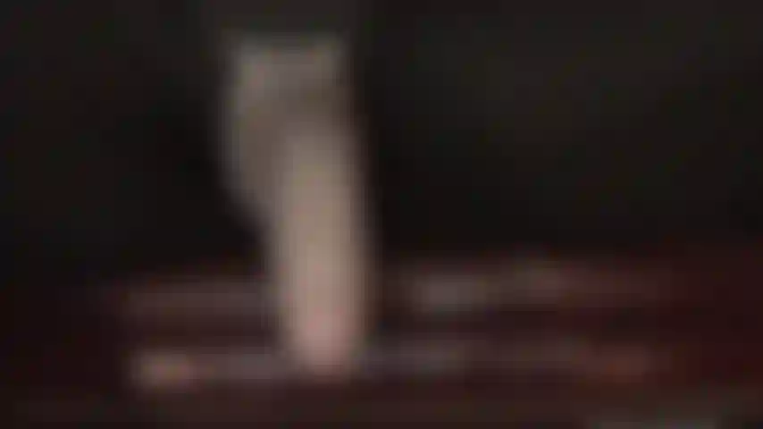 Intensa adorazione con lo strap-on: la padrona sa che sei ansiosa di soddisfare il suo bellissimo grosso cazzo grondante di saliva. La tua bocca da puttana è spalancata per ricevere il gustoso nettare che il suo cazzo le offre.