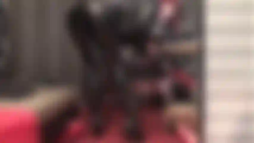 Più alto è il perizoma, più forte è il tuo desiderio di masturbarti più forte che mai. Infila un paio di dita nel tuo culo, solletica quel seme mentre la padrona ti fa impazzire il cazzo con il suo culo e una sega cattiva.