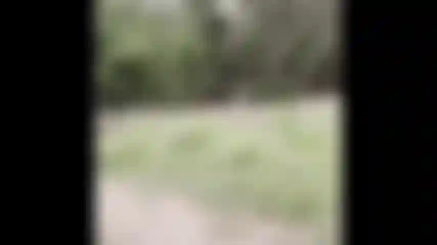 Escursione nuda: guardami spogliarmi nel bosco.