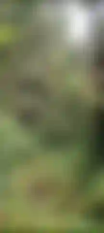 Malizia nella foresta!