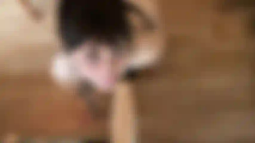 Pov sloppy bj- voglio il tuo grosso cazzo in gola. Per favore fammi assaggiare? Un sacco di chiacchiere sporche, bavaglio e sputi. Ti faccio bagnare così tanto, schiaffo il tuo cazzo sulla mia faccia e mi faccio colare il trucco. Quindi imploro per il tuo grosso carico su tutta la mia faccia da troia.