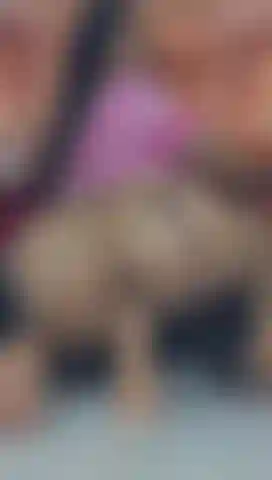 Un asino che ingoia.