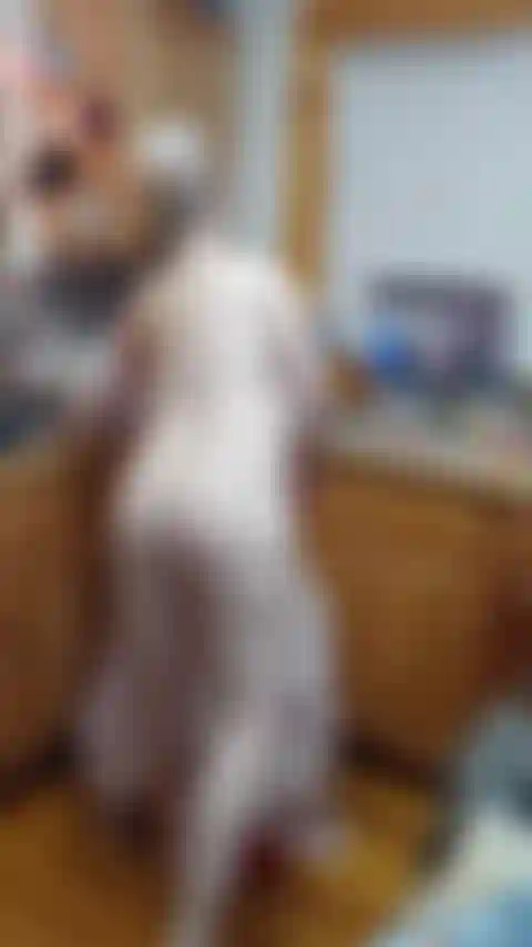 Felice anno nuovo squirt per il padrone.