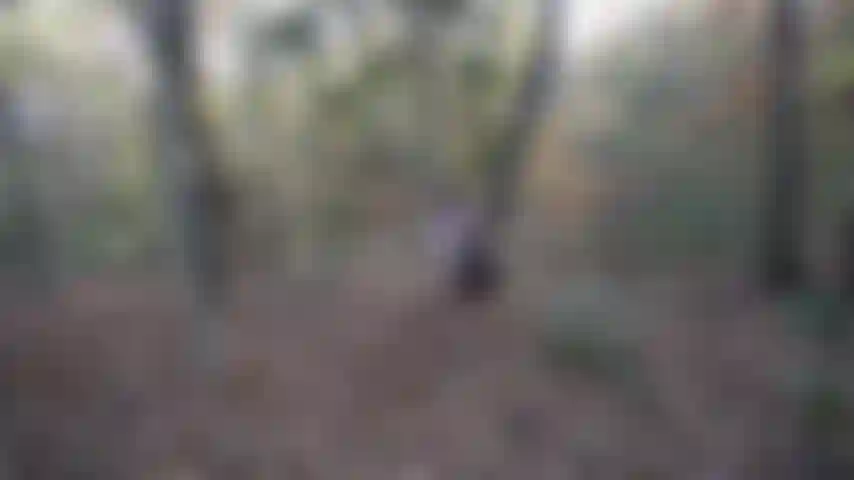 Vieni con me fuori nel bosco ;).