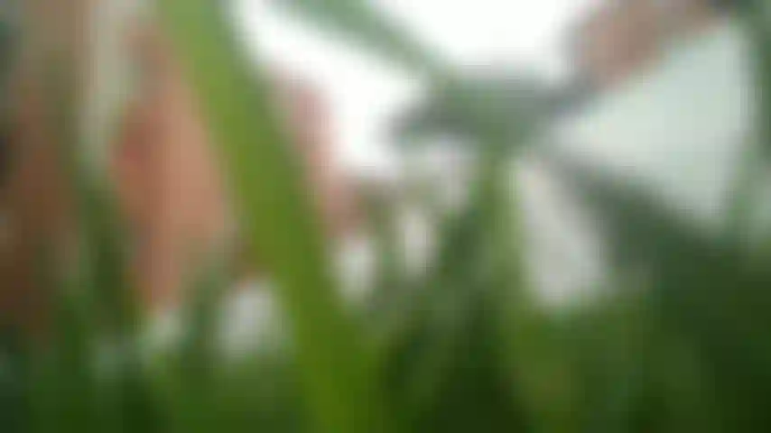 Macrofilia gigantismo feticismo dei piedi padrona mara.